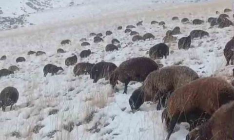 Ağrı’da Kar ve Tipi Ulaşımı Aksattı: 3 Köy Yolu Açıldı, Sürü Toplandı
