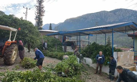 Akseki'de defne yaprağı hasadı köyün temel gelir kaynağı oldu