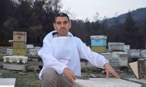 Ana arı üretiminde başarı: Bilecik'ten Türkiye'ye koloni gönderimi