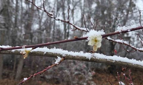Araplı'da Aralıkta çiçek açan erik ağaçları kar altında kaldı