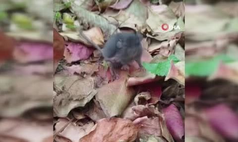 Artvin'de Hülya Dokur'ün fareyle diyaloğu sosyal medyada ilgi çekti