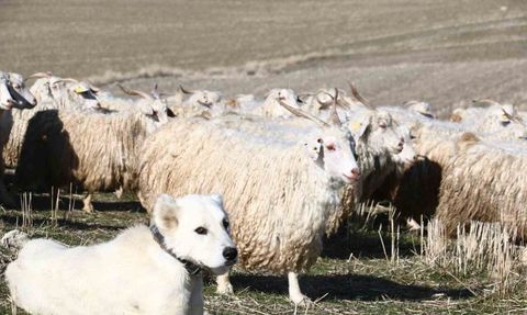Ayaş’ta 3 bin tiftik keçisiyle Ankara tiftiği yeniden dünya hedefinde