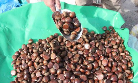 Aydın’da Kestane Hasadı: Üreticiden Pazara Doğrudan Satış