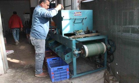 Aydın'da zeytin hasadı: boy ve kalite fiyatı belirliyor