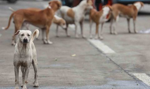 Bağdat’ta 2025’te 19 binden fazla başıboş köpek itlaf edildi, bir kurye kuduzdan hayatını kaybetti