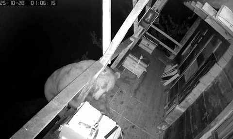 Balkona Tırmanan Ayı, Arı Kovanlarındaki Balları Kamerada Yedi