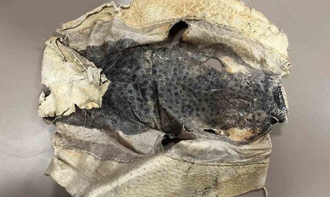 Balon balığı projesinin izinsiz kullanımı mahkemeye taşındı