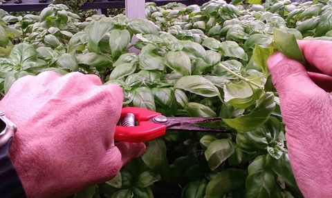 Batman OSB'de 30 milyon TL'lik üç katlı hidroponik dikey sera