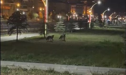 Bayburt’ta iki tilki gece oyunlarıyla görüntülendi
