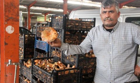 Bayramiç'te kanlıca mantarı köylüye kazanç kaynağı oldu