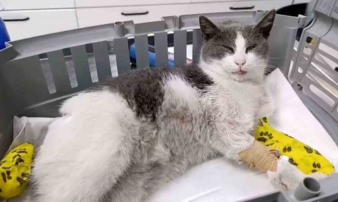 Bolu’da otomobille çarpılan kedi omurga tedavisi için İstanbul’a sevk edildi