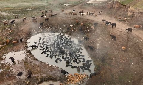 Budaklı Kaplıcasında Mandaların Kış Keyfi Dronla Görüntülendi