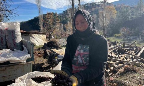 Buldan Alandız kestanesi dikenlerinden arındırılarak sofralara gidiyor