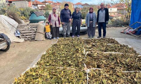 Buldan Türlübey'de tütün hasadı tamamlandı, kolileme başladı