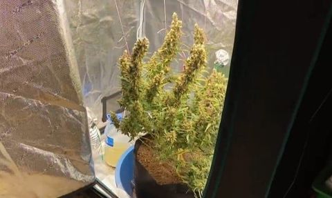 Bursa’da jandarma operasyonları: Zehir tacirlerine ağır darbe