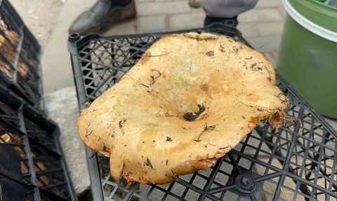 Bursa'da kanlıca mantarı bolluğu fiyatları 300 TL'den 100 TL'ye düşürdü