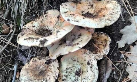 Çameli Karabayır'da Cintar Bereketi: İki Saatte Kamyonet Dolu