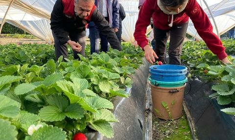 Coğrafi işaretli Sultanhisar Çileği'nde 2025 hasadı başladı