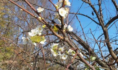 Değirmenyanı'nda Erik Ağacı Aralık'ta Beklenmedik Çiçek Açtı