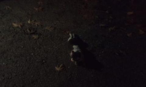 Değirmenyanı'nda minibüs motoruna sıkışan kedi itfaiye tarafından kurtarıldı