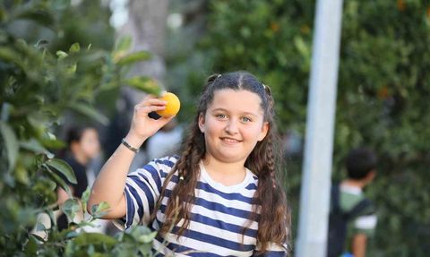 Dokumapark'taki portakallar öğrencilerle toplandı, halkla paylaşıldı
