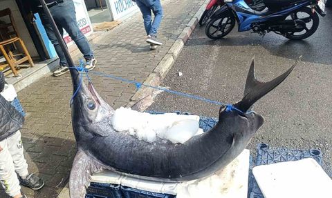 Dörtyol açıklarında 138 kilogramlık kılıç balığı ilgi odağı oldu