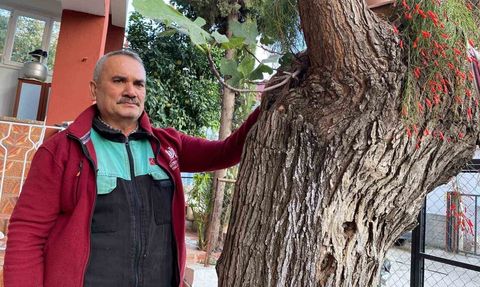 Dut gövdesinden incir çıktı — Osmaniye Düziçi'de ilginç doğa olayı