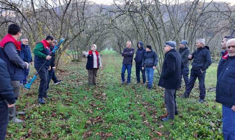 Düzce'de fındıkta budama eğitimiyle verim ve kalite artışı