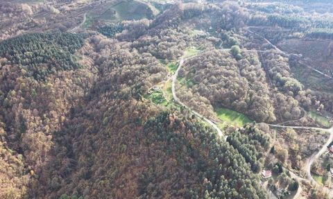Düzce ormanlarında sonbaharda renk cümbüşü