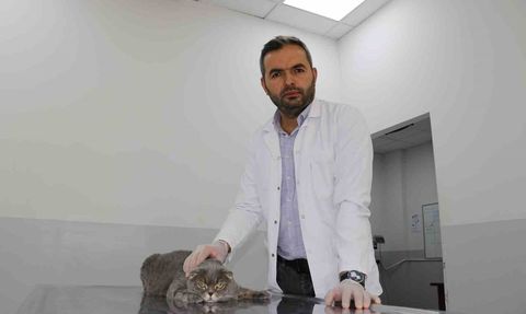 Ekmek kavgası sona erdi: Kediler ve köpekler arasında yeni dostluk