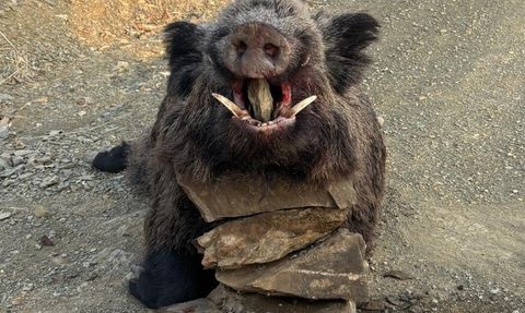 Elazığ'da dağlık alanda 200 kiloluk yaban domuzu avlandı