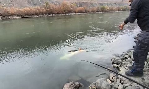 Elazığ'da Murat Nehri'nde 60 kiloluk dev turna balığı yakalandı