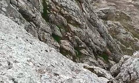 Elazığ Harput Mahallesi'nde sürü halinde dağ keçileri görüntülendi