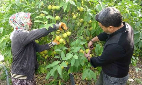 Erdemli’de Limon Hasadı Başladı: Binlerce Ailenin Geçim Kaynağı