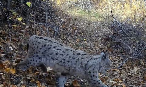 Erzincan'da 'Ormanın hayaleti' vaşak fotoğraflandı
