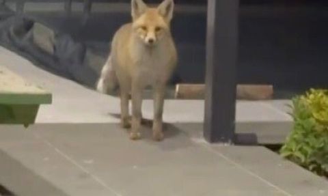 Erzincan'da tilki, 19 köpekli bahçeye girip kedi maması yedi