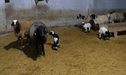 Erzincan'da yılın son kuzuları üreticilere sevinç getirdi