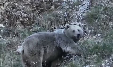 Erzincan Sazlıpınar’da Kış Uykusuna Hazırlanan İki Ayı Kamerada
