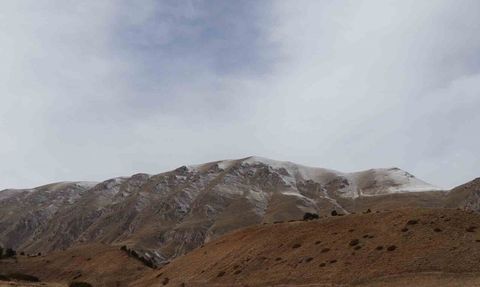 Erzurum'da yaban keçileri envantere alınıyor