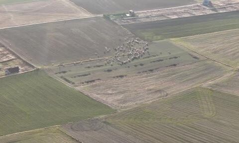 Eskişehir'de çobanlar sürülerini kırlarda tutuyor