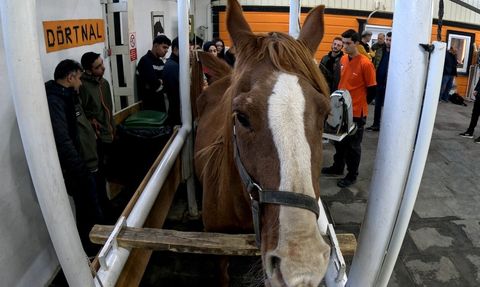 Eskişehir'de Kısraklarda Suni Tohumlama Eğitimi tamamlandı