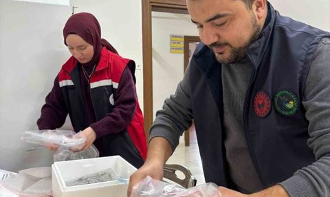 Evrenye Limanı'nda beyaz kum midyeleri kontrolü