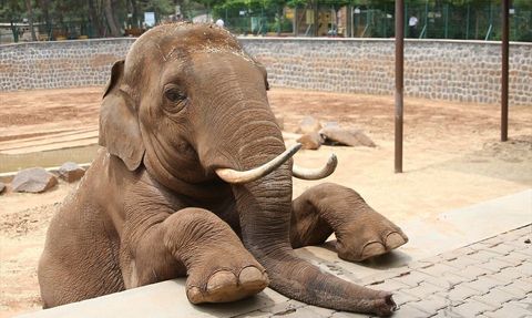 Fatma Şahin'den Ali Mahir Başarır'ın 'Gabi öldü' iddiasına yanıt