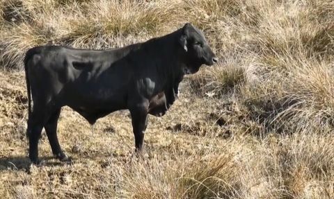 Firari angus drone ile görüntülendi — Mert Yılmaz’ın çekimleri olay anını kaydetti