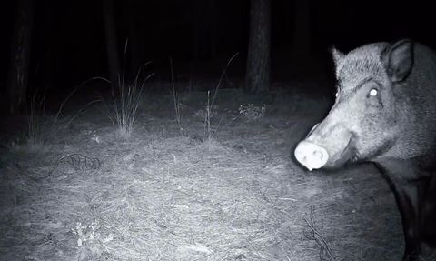 Ganos Dağları'nda yaban domuzunun fotokapan mücadelesi