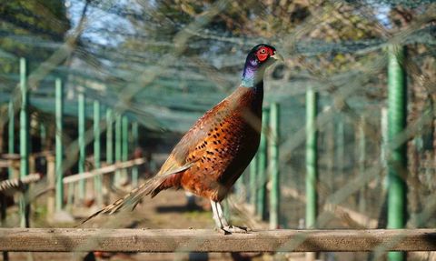 Gelemen’den Doğaya: 2025’te 3 bin Sülün Kahverengi Kokarca ile Mücadeleye Katıldı