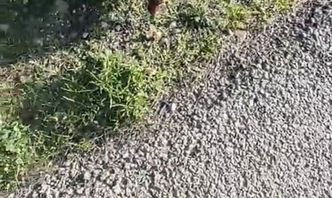 Gelibolu'da insanlara alışan tilki ziyaretçilerin maskotu oldu