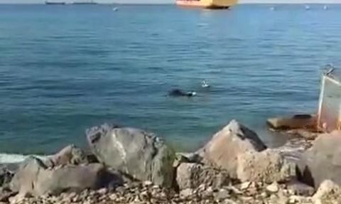 Gemiden Denize Düşen Angus Karaya Yüzerek Ulaştı