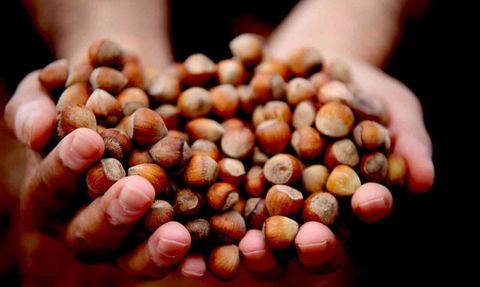 Giresun'da fındık fiyatı 250 TL'ye düştü, üretici umudunu yılbaşına erteledi