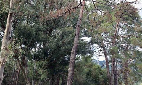 Gökova Konaklamalı Orman Parkı'nda riskli ağaçlar işaretleniyor